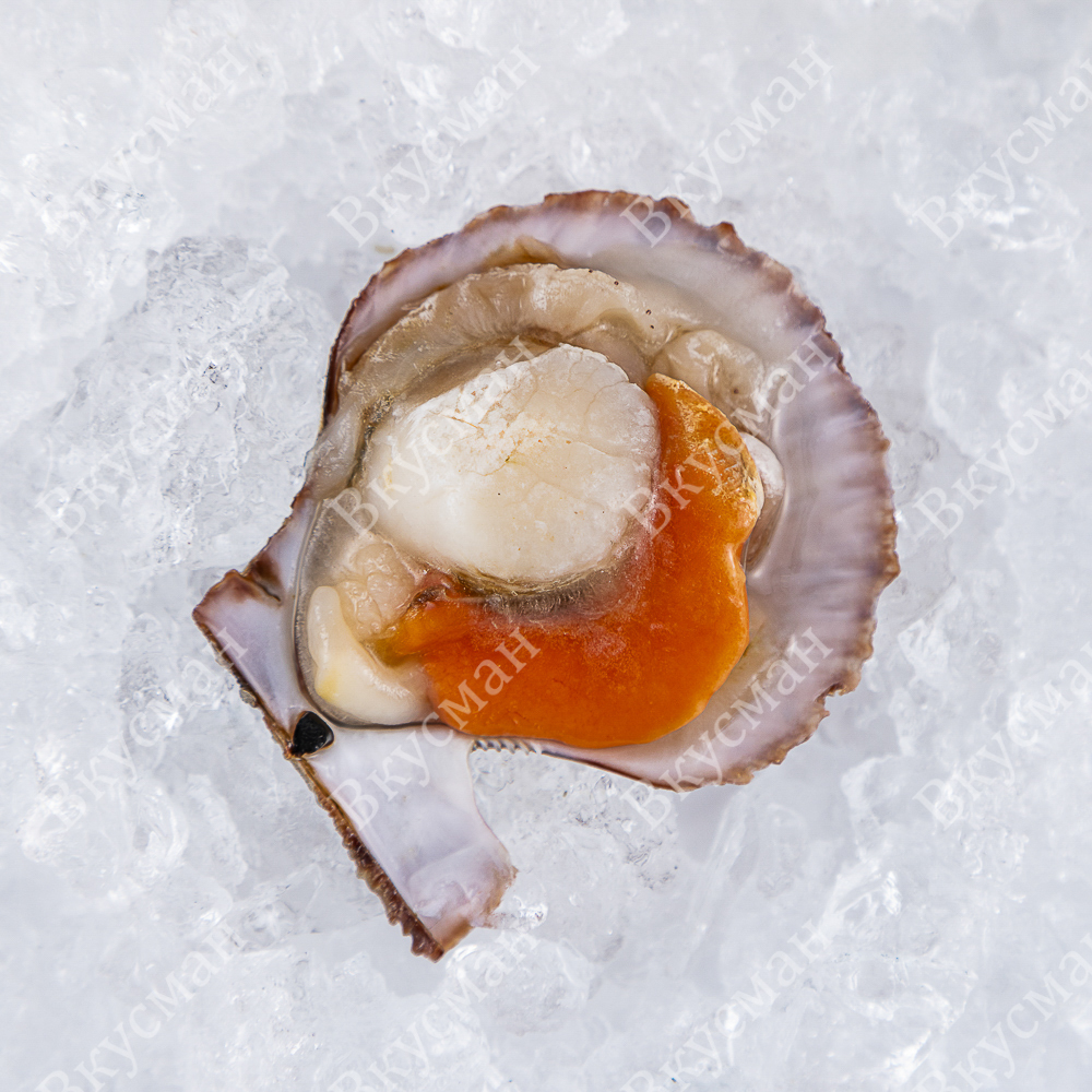 Гребешок, на половине раковины с икрой, 35/47