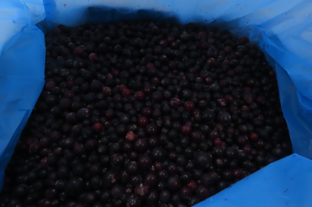 Смородина черная