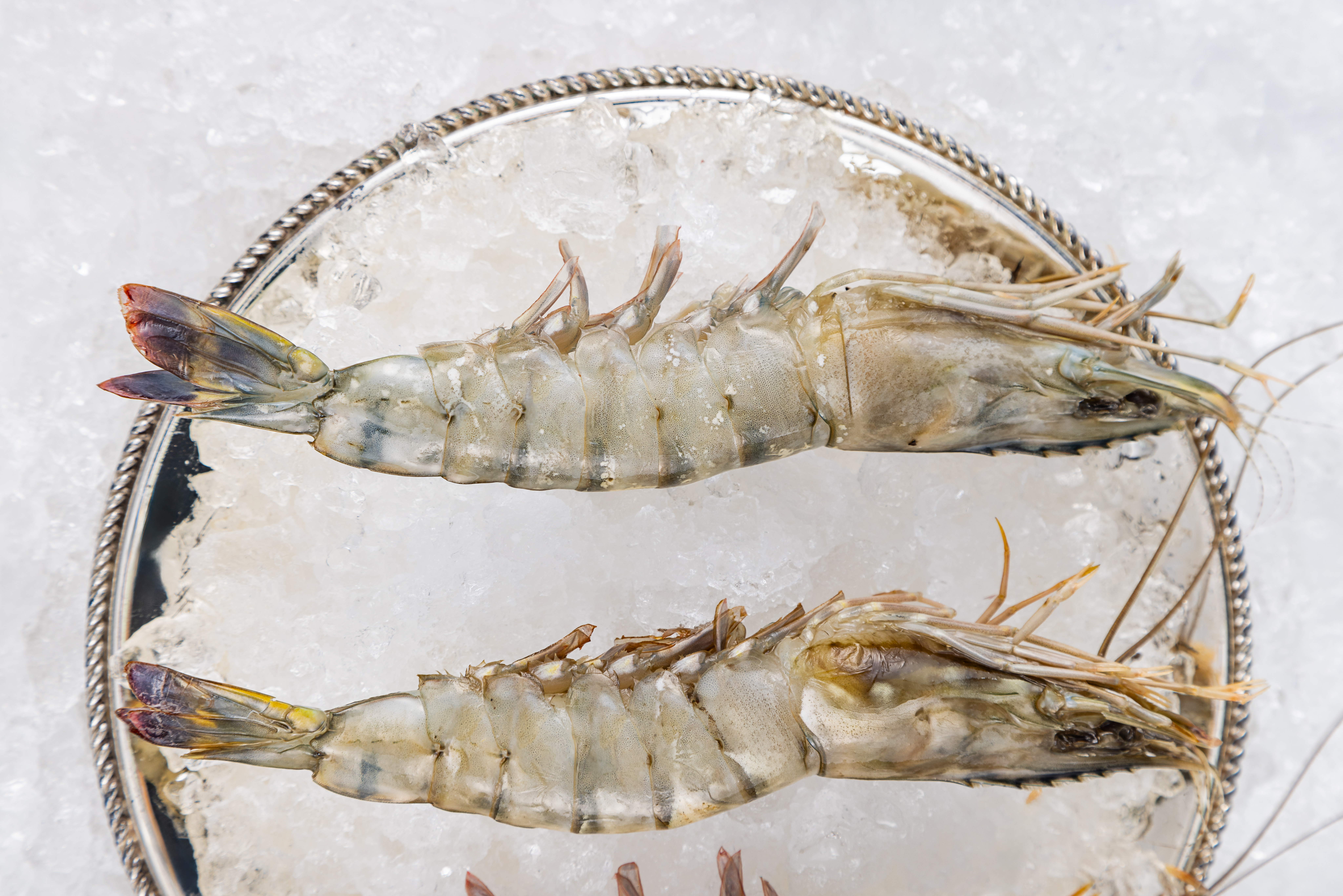 Креветка черная тигровая, целая, IQF, 13/15